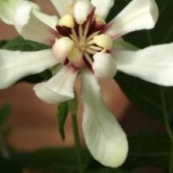 Calycanthus 'Venus'