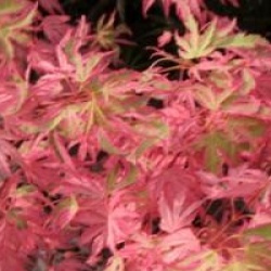 Acer palmatum 'Taylor'