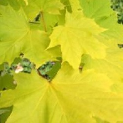 Acer platanoides 'Princeton Gold'