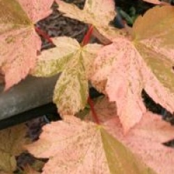 Acer pseudoplatanus 'Eskimo Sunset'