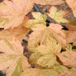Acer pseudoplatanus 'Eskimo Sunset'