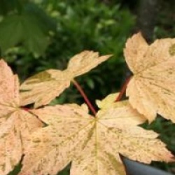 Acer pseudoplatanus 'Eskimo Sunset'