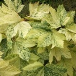 Acer pseudoplatanus 'Simon-Louis Fr�res'