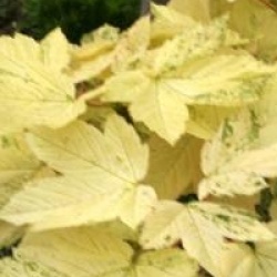 Acer pseudoplatanus 'Simon-Louis Fr�res'