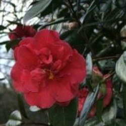 Camellia japonica 'Adolphe Audusson' - Cam�lia du Japon Adolphe Audusson