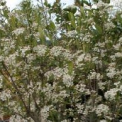 Aronia x prunifolia 'Brillant'