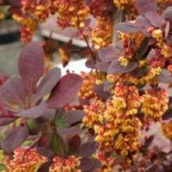 Berberis x ottawensis f. purpurea 'Superba'