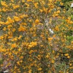 Berberis x stenophylla 