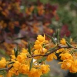 Berberis x stenophylla 