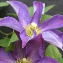 Clematis 'Bonanza' evipo031(N)