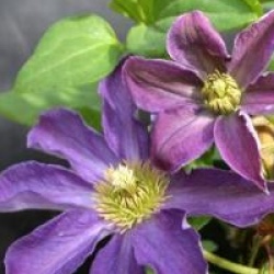 Clematis 'Bonanza' evipo031(N)