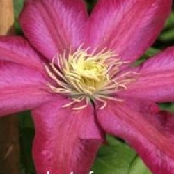 Clematis 'Bourbon'