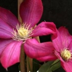 Clematis 'Bourbon'
