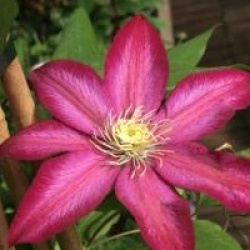 Clematis 'Bourbon'