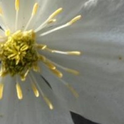 Clematis montana var. grandiflora