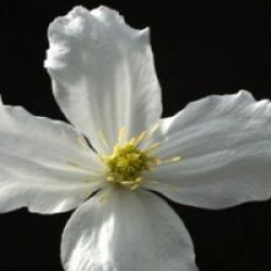 Clematis montana var. grandiflora
