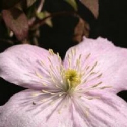 Clematis montana 'Tetrarose'