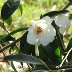 Camellia 'Cornish Snow'
