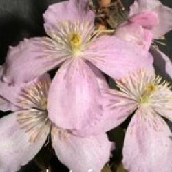 Clematis montana 'Tetrarose'