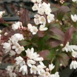 Deutzia gracilis 'Nikko'