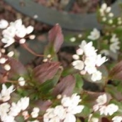 Deutzia gracilis 'Nikko'