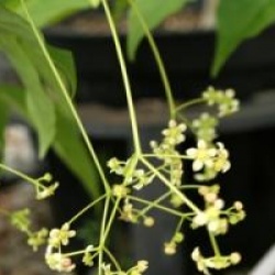 Fusain sachalinensis