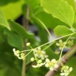 Euonymus maximowiczianus 