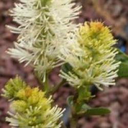 Fothergilla 'Mount Airy'