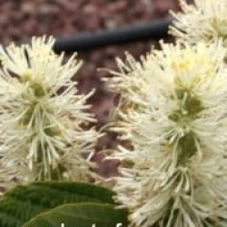 Fothergilla 'Mount Airy'