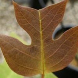 Liriodendron chinense