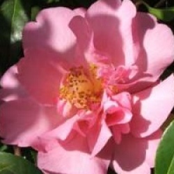 Camellia 'Elegant Beauty'