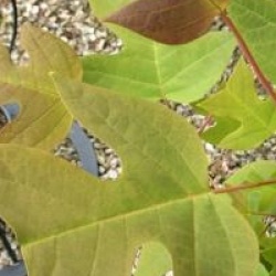 Liriodendron chinense