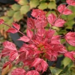 Mahonia nitens 'Cabaret' �