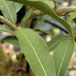 Osmanthus yunnanensis 