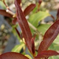 Osmanthus yunnanensis 