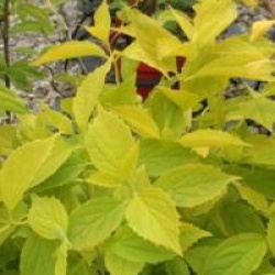 Philadelphus coronarius 'Aureus'