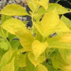 Philadelphus coronarius 'Aureus'