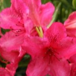 Rhododendron hybride Black Pearl