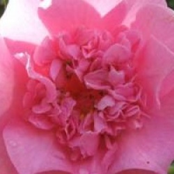 Camellia 'Elegant Beauty'