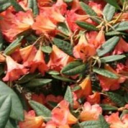 Rhododendron 'Fabia'