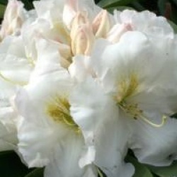 Rhododendron 'White Gold'