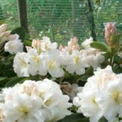Rhododendron 'White Gold'