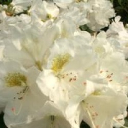 Rhododendron 'Porzellan'
