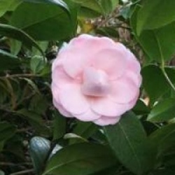 Camellia japonica 'Nuccio's Cameo'