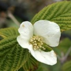 Rhodotypos scandens