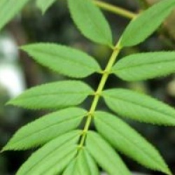 Sorbus commixta 'Embley' - Sorbier Embley