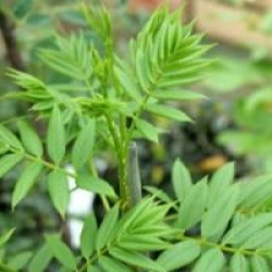 Sorbus commixta 'Embley'