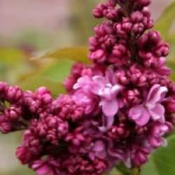 Syringa vulgaris 'Prince Wolkonsky'