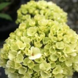 Viburnum macrocephalum 