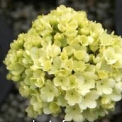 Viburnum macrocephalum 